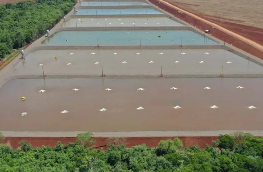 Como limpar tanque de tilápia: guia completo para piscicultura